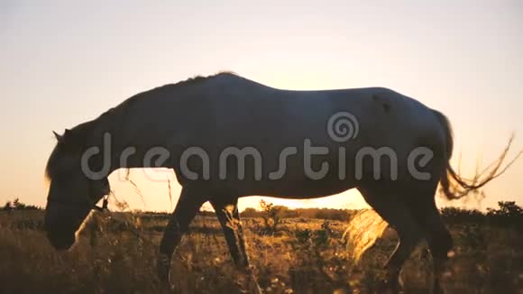 白马在秋天的大田野里慢悠悠地走着寻草视频的预览图