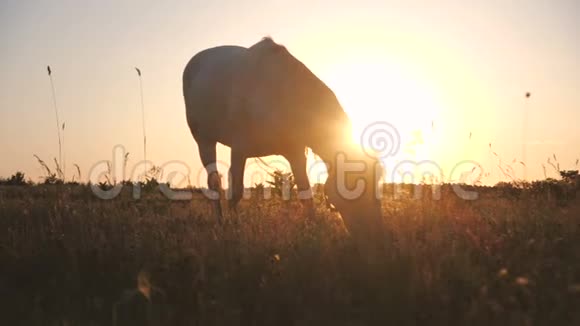 浪漫的马在一大片田野里吃草头底下晒着太阳视频的预览图