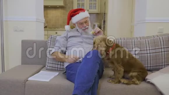 可爱的狗在戴着圣诞帽的老人身上问一些视频的预览图