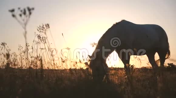 激发白马在秋天的大田野里慢动作地吃食物视频的预览图