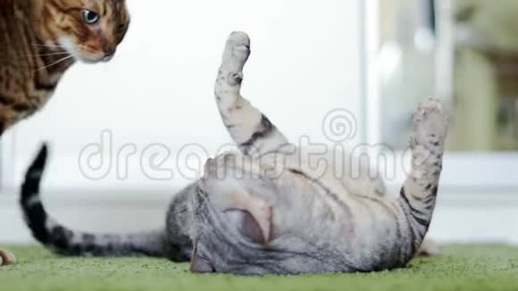 美丽的棕色和灰色的纯种孟加拉猫在绿色粗糙的地毯上玩耍视频的预览图