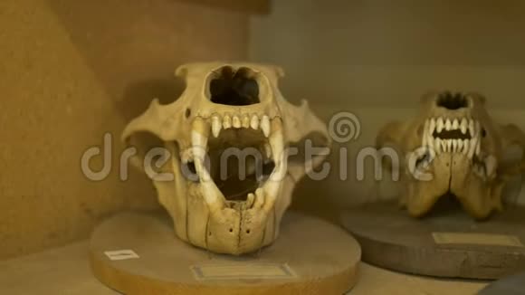 实验室里的动物头骨视频的预览图