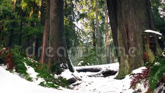 森林蕨类植物和厚厚的积雪中的树木视频的预览图