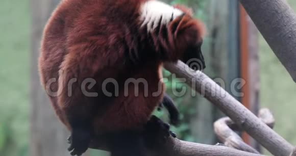 红色的狐猴在树枝上视频的预览图