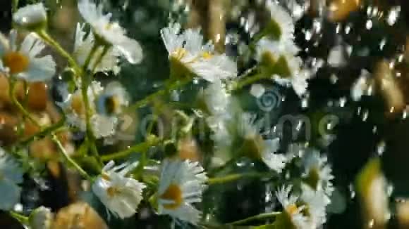在阳光明媚的夏雨溪下田野里的摄像机在邋遢的花园里视频的预览图