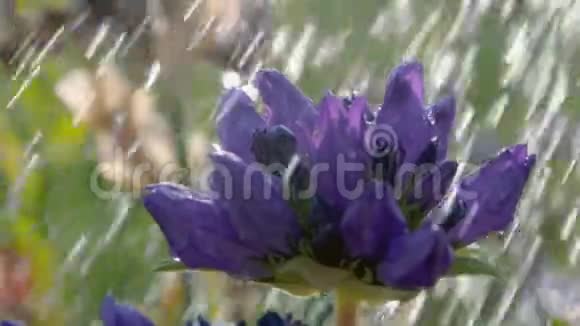 夏天马尔瓦花在洒满雨水的花园里视频的预览图