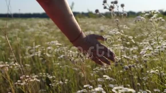 在阳光明媚的一天一只雌性手触碰到了美丽的洋甘菊田野视频的预览图