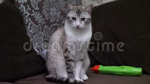 漂亮的灰色条纹猫坐在沙发上视频的预览图