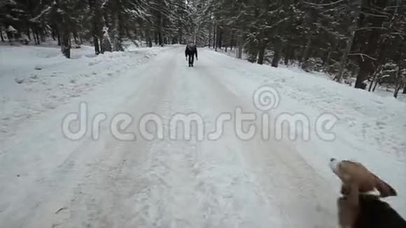 狗比格犬在雪地里奔跑一对可爱的年轻时髦夫妇在阳光明媚的日子里和他们的狗在冬季公园玩得很开心视频的预览图