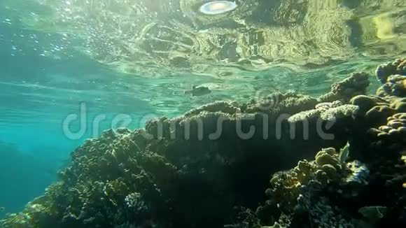 浅水中的水下景色鱼的奇妙珊瑚礁视频的预览图