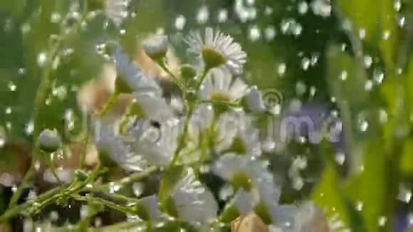 在斯洛莫的一个阳光明媚的夏天花园洋甘菊被浇上淋浴水视频的预览图