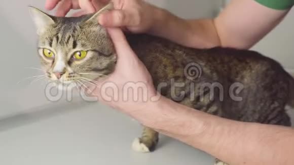 宠物动物健康概念兽医在动物医院检查猫的耳朵嘴胃视频的预览图