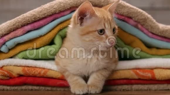 橙色的小猫躲在毛巾里视频的预览图