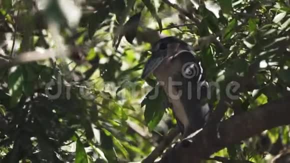 野舟嘴鹭栖息在树上隐蔽在树枝间不受掠食者的攻击视频的预览图