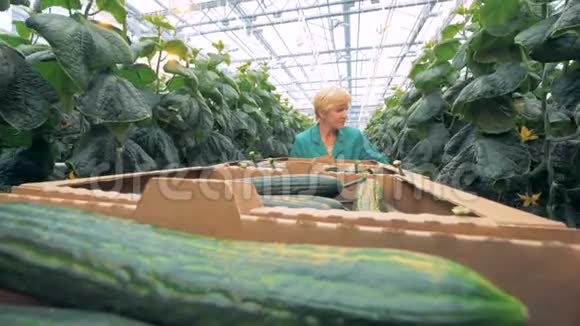 温室工人寻找黄瓜来摘作物收集概念4公里视频的预览图