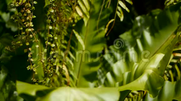 鸟巢蕨蕨类植物野生乐园热带雨林丛林植物为天然花卉背景抽象纹理视频的预览图