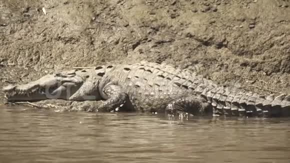 野生美国鳄鱼威胁滑入泥泞的河流跟踪猎物视频的预览图