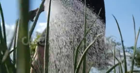 一个女人在夏天用洋葱浇成的一串串的花视频的预览图