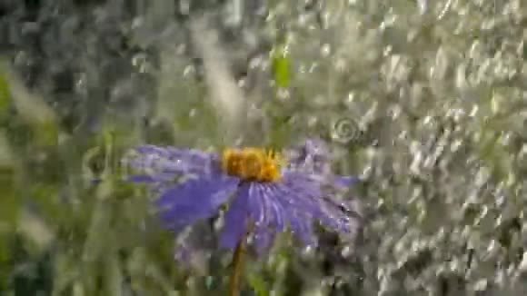 夏天在绿茵的花园里在雨滴下一朵朵欢快的雏菊视频的预览图