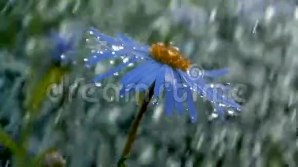 夏天在邋遢的花园里一朵大蓝色的雏菊在水滴下飘落视频的预览图