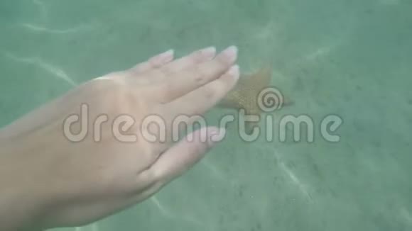 女性手摸海星水下的沙质海底自然光加勒比海旅行冒险概念视频的预览图