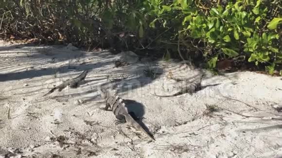 沙滩上的鬣蜥爬行动物动物视频的预览图