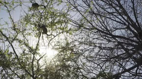 日出时树上一家野猴视频的预览图