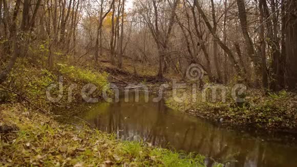 秋天森林里宁静的小溪视频的预览图