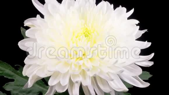 美丽的白菊花开放视频的预览图