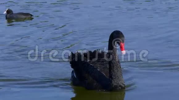 美丽的黑天鹅正在池塘游泳英国肯特2019年2月20日视频的预览图