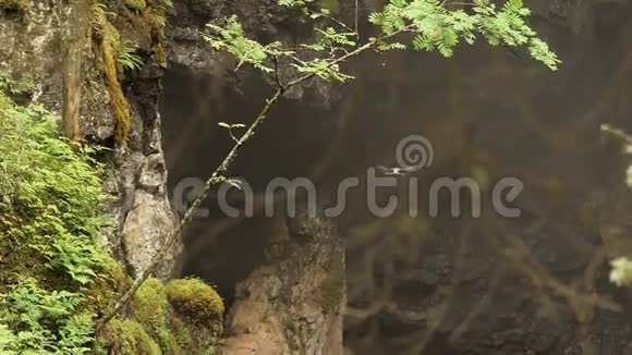在夏日绿林背景下无人机在户外飞行库存录像四架直升机在陡峭的岩石前飞行视频的预览图