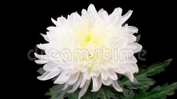 美丽的白菊花开放视频的预览图