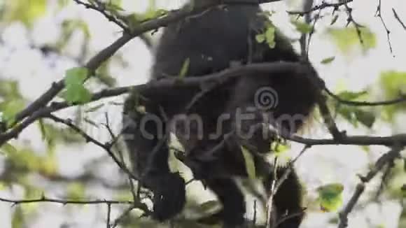 野啸猴吃树叶生存视频的预览图