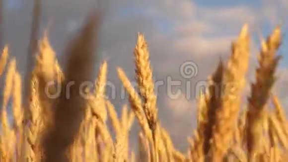 黄穗在风中摇摆成熟的谷物在天空中收获美丽的天空一片田野上有云彩视频的预览图