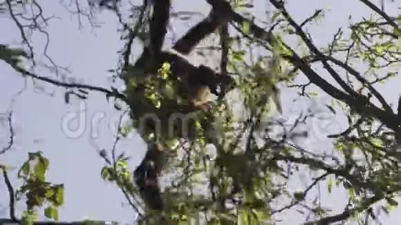 珍稀野生吼猴爬枝视频的预览图