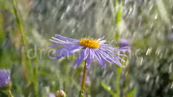 灿烂的蓝色雏菊在波光粼粼的溪流下在邋遢的花园里视频的预览图