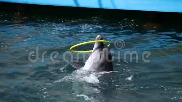 海豚在游泳池里旋转抱箍海洋生物哺乳动物视频的预览图