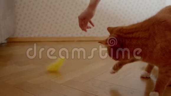 可爱的姜猫试图抓住一个挠痒痒的人在家里嬉戏和快乐视频的预览图
