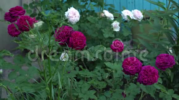 有绿叶的传统花园里的英国玫瑰视频的预览图
