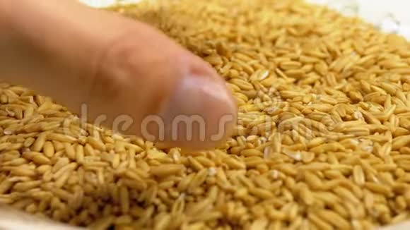 人类手拿一寸燕麦种子视频的预览图