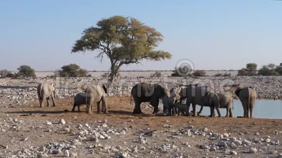 纳米比亚EtoshaOkaukuejo水洞的大象Herd视频的预览图