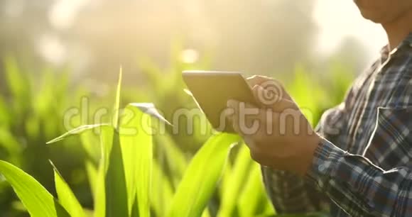 合上雄性手触摸一片叶子在玉米地里拿着笔记本电脑控制产量的高级农民视频的预览图