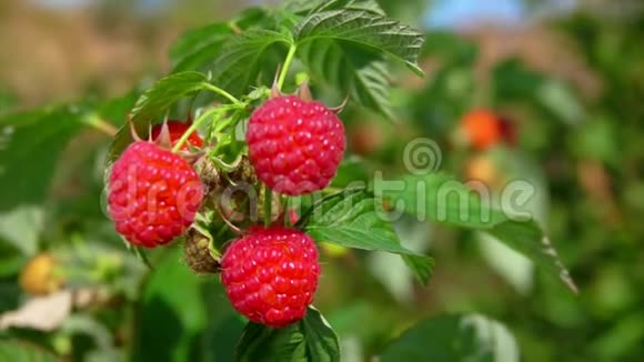 枝条与美味成熟的红树莓视频的预览图
