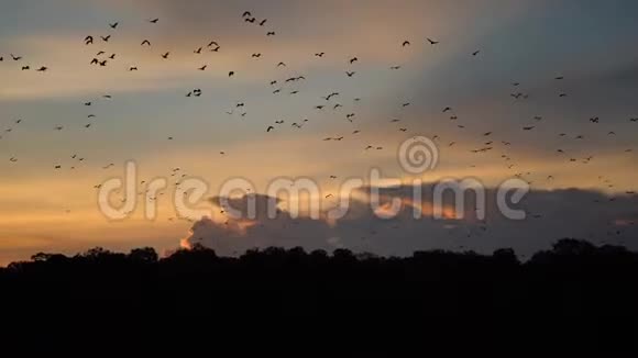 一群蝙蝠迁徙到热带岛屿视频的预览图