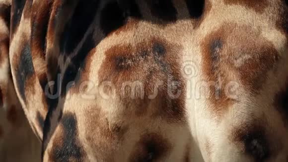 长颈鹿身体特写视频的预览图