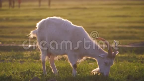 日落时白山羊站在一片绿色的春天草地上视频的预览图