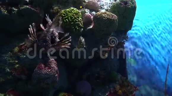 躲在多色珊瑚中漂浮在附近视频的预览图