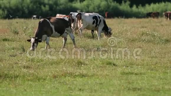 牛白黑棕色在田野上放牧动物吃青草视频的预览图