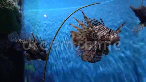 神奇的狮子鱼漂浮在干净的水中蓝色背景特写视频的预览图