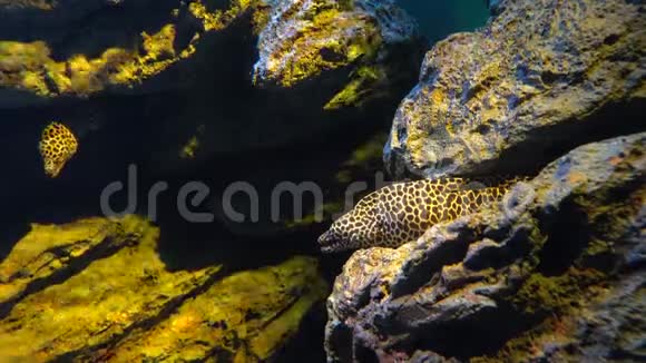 豹纹鳗鱼或龙纹鳗鱼张开嘴躲在岩石裂缝里视频的预览图